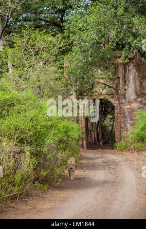 Tigresse du Bengale marche à travers une ancienne porte qui est entouré d'immenses banians, à Ranthambhore Forest, de l'Inde. Banque D'Images