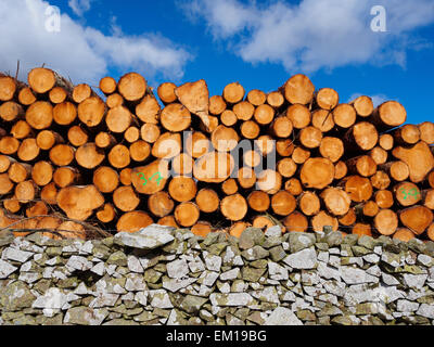 Pile de bois fraîchement coupé et et vieilles pierres dans une couverture de la foresterie dans la région des Scottish Borders, en Écosse. Banque D'Images