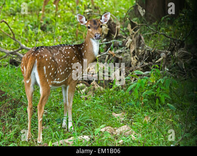 Spotted Deer, Cervus axe, Axishirsch, jeune cerf dans la forêt de l'Inde du sud Banque D'Images