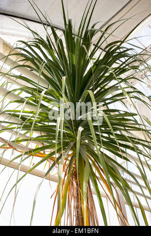 Beaucarnea guatemalensis en serre à RHS Wisley Gardens. Surrey, Angleterre Banque D'Images