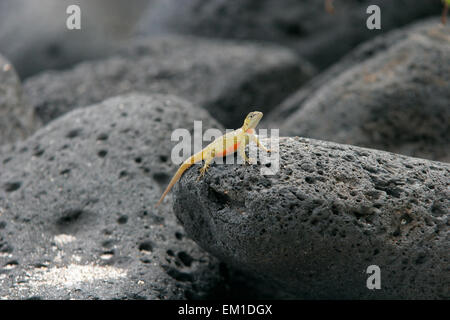 Femelle de Lava Lizard (Microlophus albemarlensis), une espèce endémique des îles Galápagos, l'île Isabela, Galapagos, Equateur, Amérique du Sud Banque D'Images