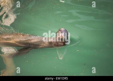Portrait d'un sceau sauvage Banque D'Images