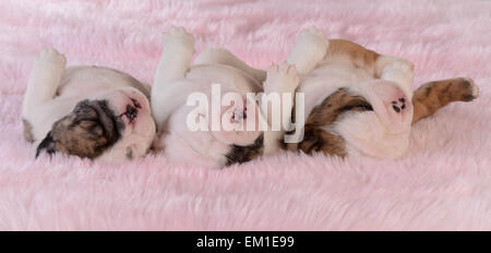 Chiots de couchage - trois Chiots bulldog dans une rangée sur fond rose - 3 semaines Banque D'Images