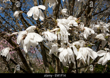 Grandes fleurs blanches de Magnolia (David Clulow) arbre à Pinetum Park St Austell Cornwall un jour de printemps. Banque D'Images