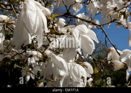 Grandes fleurs blanches de Magnolia (David Clulow) arbre à Pinetum Park St Austell Cornwall un jour de printemps. Banque D'Images