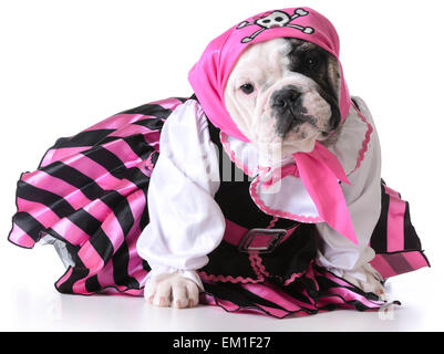 Chien habillé comme un pirate sur fond blanc - femelle bulldog Banque D'Images