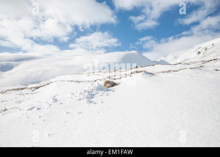 Lièvre variable (Lepus timidus). L'habitat d'hiver typique de l'espèce. L'animal est à l'abri dans une éraflure il a creusé. Banque D'Images