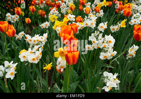 WASHINGTON - les tulipes et les jonquilles dans un jardin de démonstration à RoozenGaarde ferme dans l'ampoule de la Skagit près de Mount Vernon. Banque D'Images