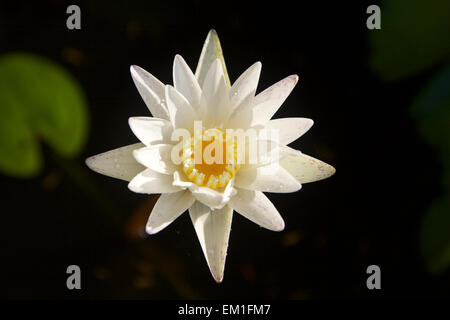 Close up of a white water lilly Banque D'Images