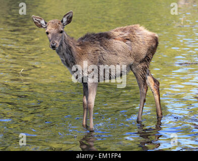 Bushy Park, SW London, England, UK. 15 avril 2015. Sur la journée la plus chaude de l'année jusqu'à présent, la température atteignait 25 degrés dans le sud ouest de Londres aujourd'hui. Un jeune cerf rouge refroidit avec un plongeon dans l'étang du héron à Bushy Park. Credit : Julia Gavin UK/Alamy Live News Banque D'Images