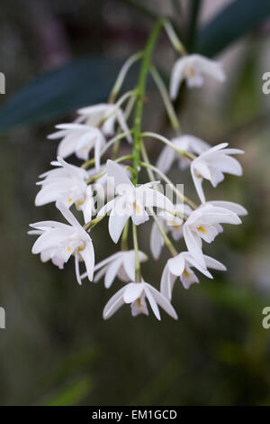 Dendrobium kingianum fleurs, poussant dans un environnement protégé. Banque D'Images