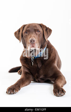 Labrador chocolat portrait pris dans un studio avec un fond blanc. Banque D'Images