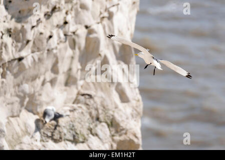 Un vol de mouettes autour du site de nidification sur les falaises de craie à Seaford Head, East Sussex Banque D'Images