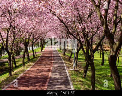 Rangées de cerisiers en fleurs magnifiquement sur un sentier de la rivière Banque D'Images