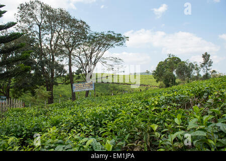 Plantes thé entourant le Pattumala Matha Eglise et centre de pèlerinage au Kerala, en Inde Banque D'Images