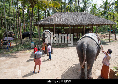 Des promenades en éléphant à Kumily, Kerala Inde Banque D'Images