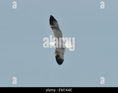 Yellow-legged Gull - Larus michahellis - 3e hiver. Banque D'Images