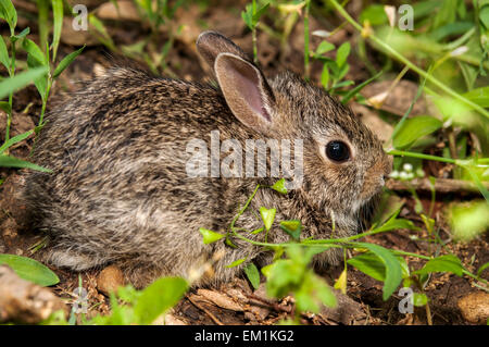 Bébé lapin dans l'herbe Banque D'Images