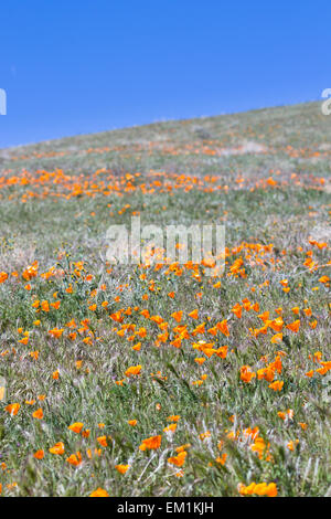 Le printemps à la Californie, des milliers de fleurs fleurir sur les collines de l'Antelope Valley California Poppy préserver Banque D'Images