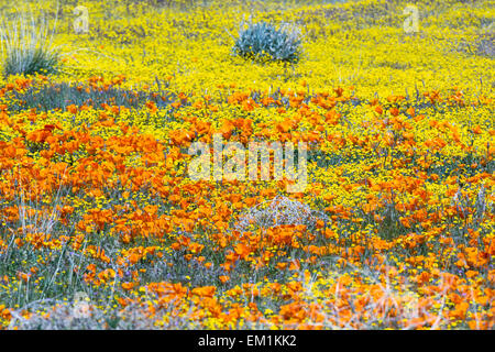 Le printemps à la Californie, des milliers de fleurs fleurir sur les collines de l'Antelope Valley California Poppy préserver Banque D'Images