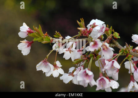 Prunus incisa Kojo-no-mai Banque D'Images