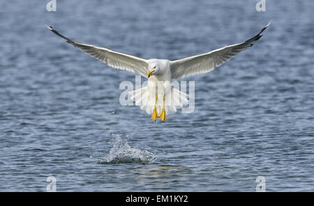 Yellow-legged Gull - Larus michahellis - été adulte. Banque D'Images