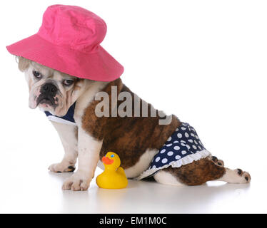 Chaudes journées d'été - chiot bouledogue portant un bandeau sur fond blanc Banque D'Images