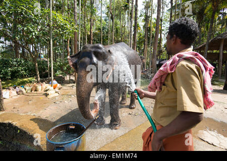 Un éléphant dans un tuyau de refroidissement après avoir donné à des touristes à Kumily, Kerala Inde Banque D'Images