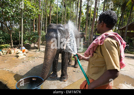 Un éléphant dans un tuyau de refroidissement après avoir donné à des touristes à Kumily, Kerala Inde Banque D'Images