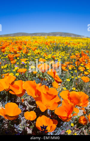 Le printemps à la Californie, des milliers de fleurs fleurir sur les collines de l'Antelope Valley California Poppy préserver Banque D'Images