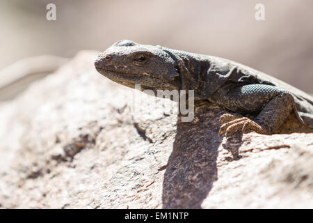 Les adultes chuckwalla lizard à bronzer sur un rocher dans le désert californien. Banque D'Images