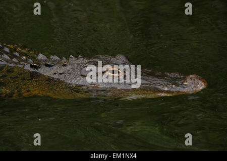 Alligator Alligator mississippiensis) (dans le parc national des Everglades, Florida, USA Banque D'Images