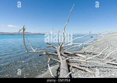 Old dead tree blanchie sont rejetés sur la rive du Lac Pukaki, Canterbury, île du Sud NZ. Banque D'Images