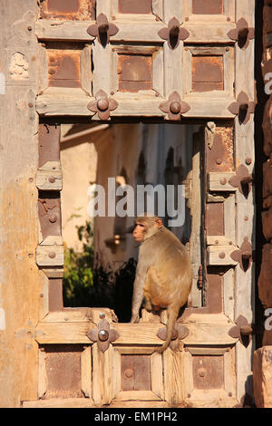 Macaque Rhésus (Macaca mulatta) assis sur porte de Taragarh Fort, Bundi, Rajasthan, Inde Banque D'Images