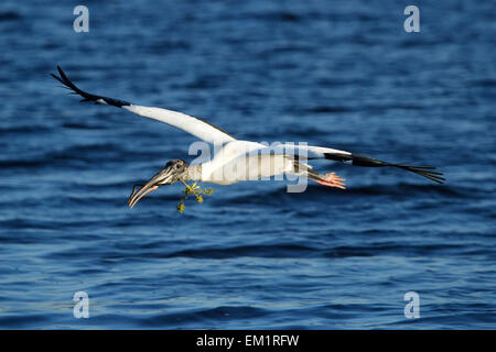 Wood stork (Mycteria americana) voler avec le matériel du nid Banque D'Images