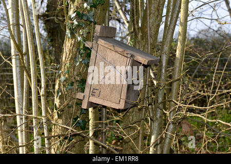 Nichoir pour Hazel Muscardinus avellanarius - Loir Banque D'Images