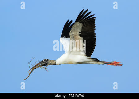 Wood stork (Mycteria americana) voler avec le matériel du nid Banque D'Images