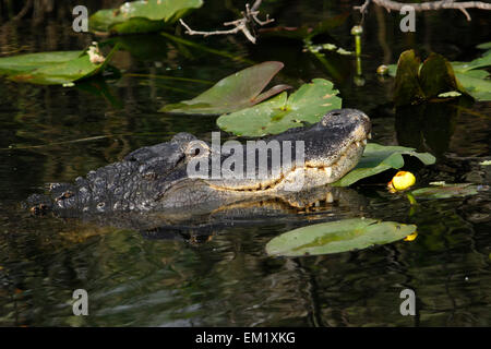 Alligator Alligator mississippiensis) (dans le parc national des Everglades, Florida, USA Banque D'Images