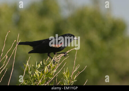 Red-winged Black Bird (Agelaius phoeniceus) Bosque del Apache Wildlife Refuge, Nouveau Mexique. Banque D'Images