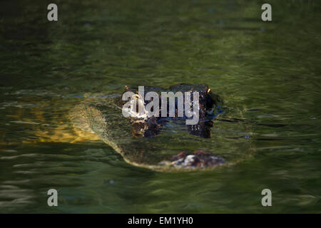 Alligator Alligator mississippiensis) (dans le parc national des Everglades, Florida, USA Banque D'Images