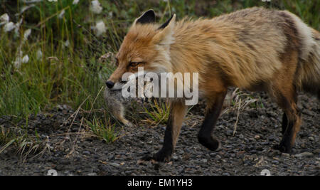 Le renard roux (Vulpes vulpes) avec un spermophile arctique prises. Le Parc National Denali, en Alaska. Banque D'Images