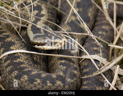 L'on voit ici est une femelle Adder au soleil du printemps en prévision de la saison de reproduction. Photographié en Derbys sauvages Banque D'Images