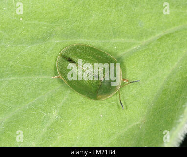 Tortue verte - Beetle Cassida viridis Banque D'Images