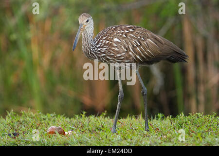 Aramus guarauna Limpkin () Banque D'Images