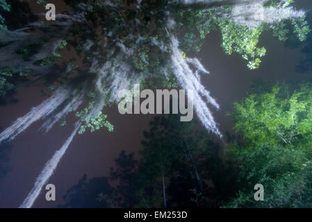 La mousse espagnole se bloque de Live Oak tree comme brouillard d'une nuit en rouleaux, Suwannee River State Park, Floride Banque D'Images