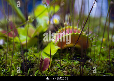 Plante Macro Venus Fly Trap Banque D'Images