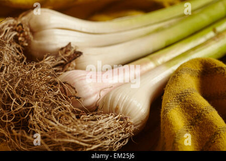 Les jeunes tiges d'ail frais Banque D'Images