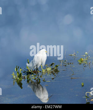 Aigrette neigeuse (Egretta thula) dans les zones humides de Floride Banque D'Images