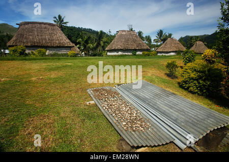 Racine de kava en séchage Navala, village de l'île Viti Levu, Fidji Banque D'Images