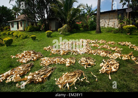 Le séchage des feuilles de palmier dans Navala, village de l'île Viti Levu, Fidji Banque D'Images